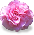 flower_camella emote