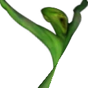 KELP emote