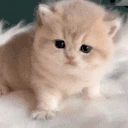 cmere emote