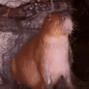 RainOnMe animated emote