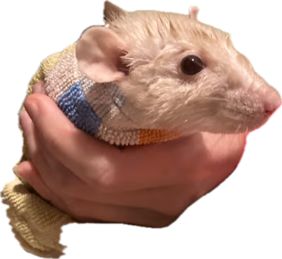 aodarat emote