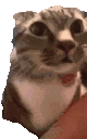 catAsk emote
