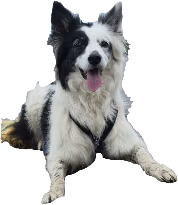 Maddie emote