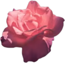 pink_rose emote