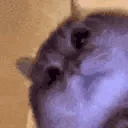 STARE emote