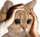 Ohno emote