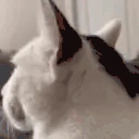 Huh emote