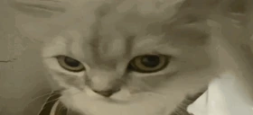 cho emote