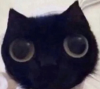 hiii static emote