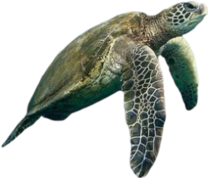 turtle emote