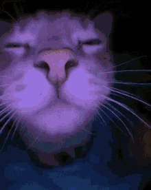 Cat emote
