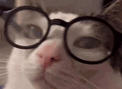 catNerd emote