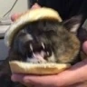 CE_Sammich2 emote