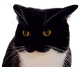 maxwellangry emote