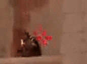 aim emote