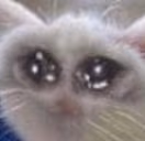 AboutToCry emote