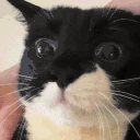 NOM emote
