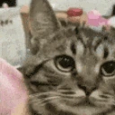 angee emote