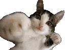 catpunch emoji