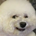 dogEh emote