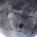 SealSilly emote