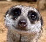 MrMeerkat1 emote