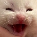 catKEK emote