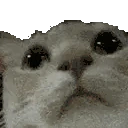 CatCheck emote