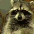 RaccoonEating emote