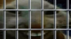 xddetained emote