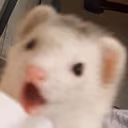 ferretPog emote