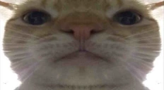 STARE emote