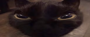 LIES emote