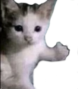 CatApprove emote