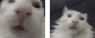 funnywhitecats emote