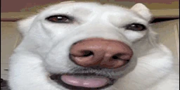 wuf emote