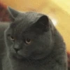 SquintCat emote