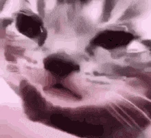 crycat emoji