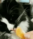 Orange emote