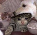 CE_DogVore emote