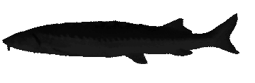 DarkJoel