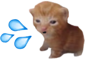 CatTuah emote