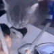 Cat_stealing emote