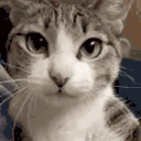 catHUG emote
