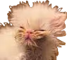 Whisp emote