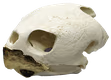 nftowner emote