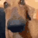 DogLookingSussyAndCute emoji