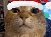 wuh emote