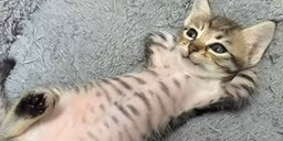 enjoyStream emote