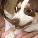 dogPain